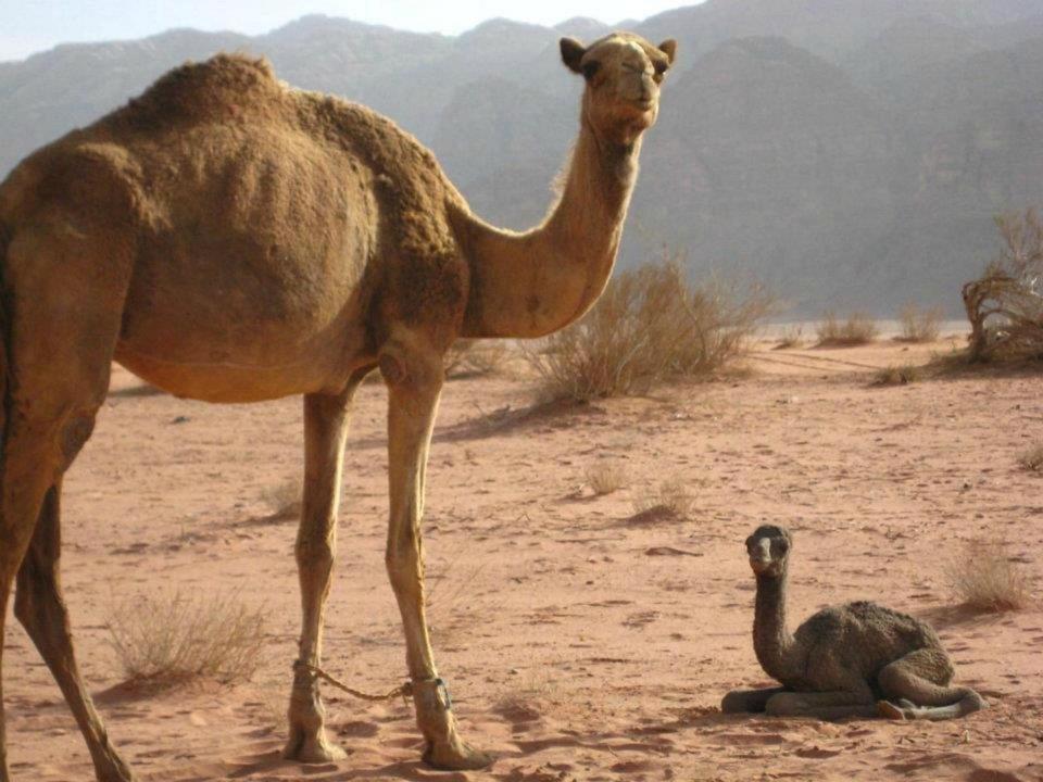 Mojo Camp, Wadi Rum Eksteriør bilde